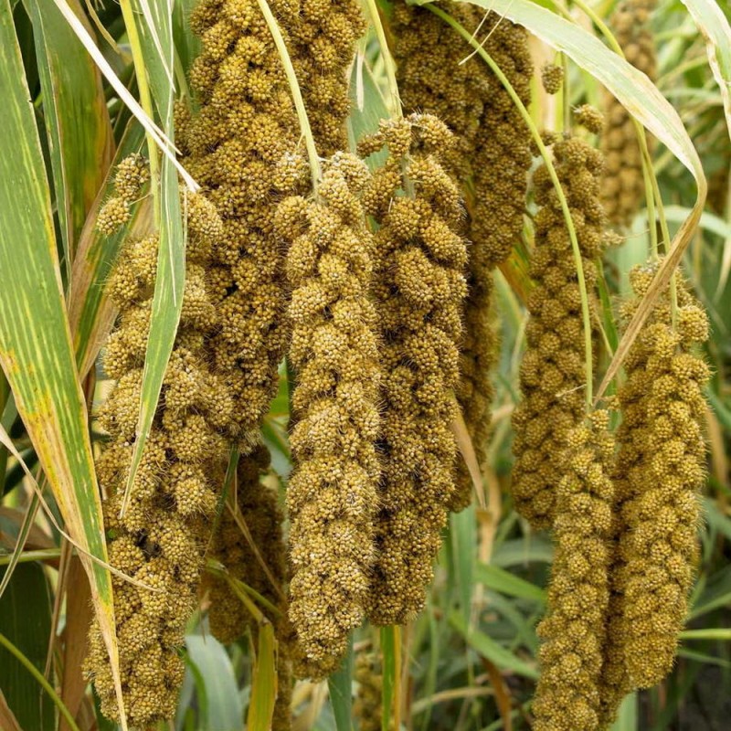 Foxtail Millets (250 Grams)